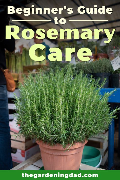 Rosemary Care, Rosemary From Seed, Rosemary Plant Care, How To Grow Rosemary, Grow Rosemary, Growing Herbs Indoors, Homemade Facial, Rosemary Herb, Small Herb Gardens