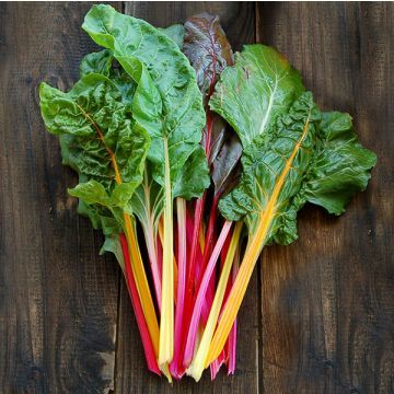 Chard Seed - Certified Organic Non-GMO Seed from High Mowing Organic Seeds Rainbow Swiss Chard, Growing Cabbage, Growing Calendar, Spring Crops, Chard Recipes, Rainbow Chard, Recipe Ground Turkey, Empanada Recipe, Seed Pack