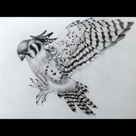 Kestrel Tattoo Design, American Kestrel Tattoo, Kestrel Tattoo, Dad Tattoo, American Kestrel, Sketching Ideas, Dad Tattoos, Kestrel, Ankle Tattoo