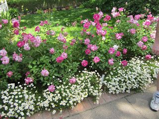 pink roses used as border/underplanted with small white daisy-like flower clumps | Sweet Bee Cottage: Garden Tour #4 White Knockout Roses In Landscaping, Pink And White Landscaping, Pink Knockout Roses In Landscaping, Roses In The Garden Landscapes, Rose Lined Walkway, Roses And Hydrangeas Garden, Pink And White Garden Ideas, Peach Drift Roses Landscape Ideas, Knockout Roses Companion Plants