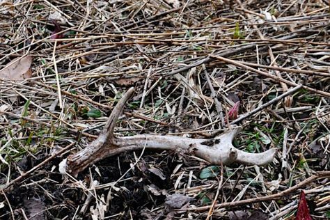 All Images by Travis Smola Here are 7 shed hunting tips to make your outings less frustrating. Shed hunting can be a frustrating thing. There are many articles out there relating information on how to find them, but this article is for those of you who have read up extensively, yet still can't seem to locate anything. Make no mistake, […] The post 7 Shed Hunting Tips for Those Who Just Can't Seem to Find Them appeared first on Wide Open Spaces. Shed Hunting, Deer Signs, Fish Hatchery, Shed Antlers, Wide Open Spaces, Hunting Tips, Animal Bones, Yard Work, Open Spaces