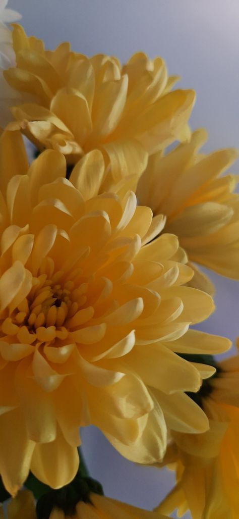 Chrysanthemum Aesthetic, Yellow Chrysanthemum, Chrysanthemum, Aesthetic Wallpaper, Art Wallpaper, Iphone Wallpaper, Wallpapers, Iphone, Yellow