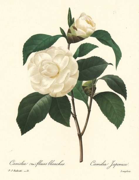 White Camellia, Camellia Japonica, Illustration Botanique, Camellia Flower, Vintage Botanical Prints, Images Vintage, Botanical Watercolor, Flower Prints Art, Botanical Flowers