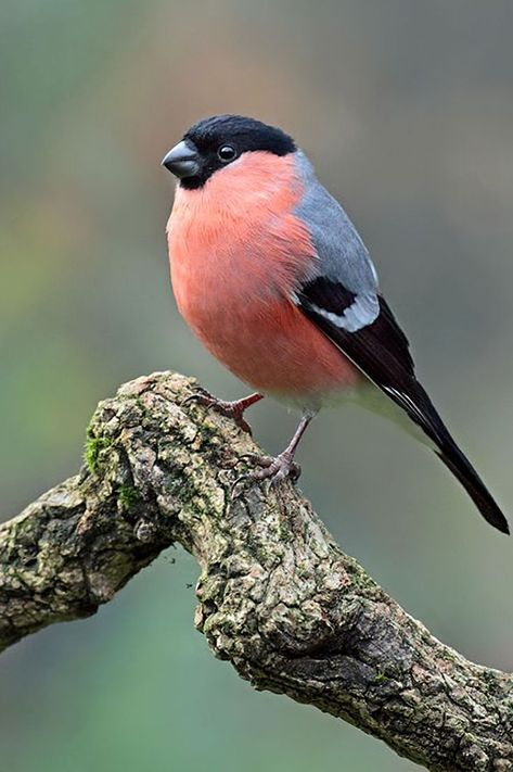 Bullfinch, British Wildlife, Nature Birds, Backyard Birds, Bird Pictures, Exotic Birds, Pretty Birds, Bird Photo, Colorful Birds