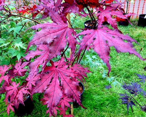 Acer Garden, Ornamental Horticulture, Purple Ghost, Ghost Plant, Goth Garden, Japanese Maples, Live Tree, Japanese Maple Tree, Acer Palmatum