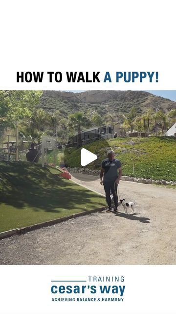 Training Cesar’s Way on Instagram: "One of our most popular training tips! 📚 How to walk a puppy! 🐶 What are some new dog training tips you would like to learn in the New Year! #dog #dogtraining #cesarmillan" Dog Soldiers, Dog Hero, Cesar Millan, How To Walk, New Dog, Guard Dogs, Rescue Dogs, Family Dogs, A Puppy