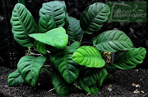 Low Tech Aquascape, Anubias Plant, Aqua Plants, Paludarium Vivarium, Tanaman Air, Goldfish Aquarium, Freshwater Aquarium Plants, Live Aquarium Plants, Planted Tank