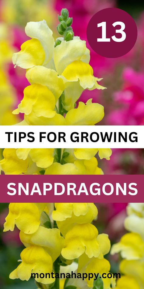 13 Tips on How to Grow Snapdragons | Montana Happy Snap Dragon Flower Arrangements, Snapdragon Companion Plants, How To Grow Snapdragons, Snapdragon Flowers In Pots, Dragon Snap Flower, Planting Snapdragons, Snapdragon Plant, Growing Snapdragons, Flowers Snapdragon