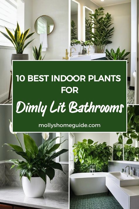 Discover the best indoor plants for low light bathrooms to add a touch of greenery to your space! These houseplants thrive in areas with minimal natural light, making them perfect for windowless bathrooms. Whether you have a bathroom with no windows or just looking for easy care low light plants, this selection of top plants will bring life to your bathroom oasis. Indoor Plants For Low Light Areas, Plants In Small Bathroom, How To Decorate A Bathroom, Low Light Bathroom, Bathroom Plants Ideas, Best Plants For Bathroom, Low Light Plants Indoor, Plant For Bathroom, Plants In The Bathroom