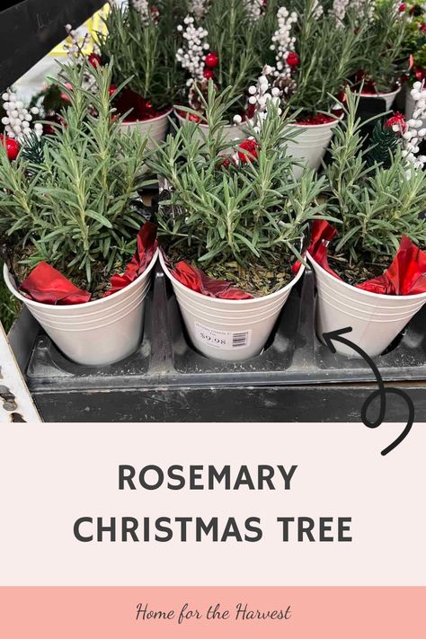 Rosemary Christmas tree Rosemary Tree Christmas, Prune Rosemary, Potted Rosemary, Rosemary Christmas Tree, Rosemary Tree, Rosemary Plants, Natural Christmas Decorations, Large Terracotta Pots, Growing Rosemary