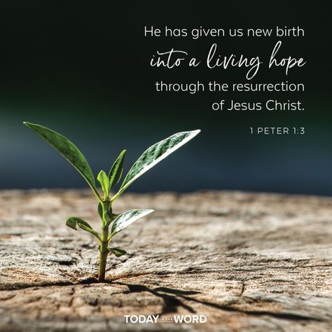 Living Hope, Resurrection Of Jesus Christ, The Resurrection Of Jesus, New Birth, Resurrection Of Jesus, Resurrection Day, The Resurrection, Jesus Resurrection, 1 Peter