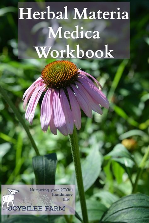 How to study herbs by focusing on one herb at a time. This will jump start your herbal learning and allow you to quickly master medicinal herbs. Herbal Notebook, Apothecary Remedies, Herbal Living, Medicine School, Apothecary Herbs, Green Witchery, Mother Culture, Medicine Recipes, Learning Herbs