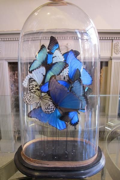 Butterflies in a Antique Bell Jar Diy Glass Jars Ideas, Entomology Decor, Glass Cloche Decor, Teacher Appreciation Themes, Horror Room, Cloche Decor, Taxidermy Decor, Antique Bell, Blue Morpho