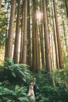 Redwood Wedding Ceremony, Wedding Venue Rustic, Nestldown Wedding, Redwoods Wedding, Redwood Forest Wedding, Mountains California, Twilight Wedding, Redwood Wedding, Boho Wedding Dress Bohemian