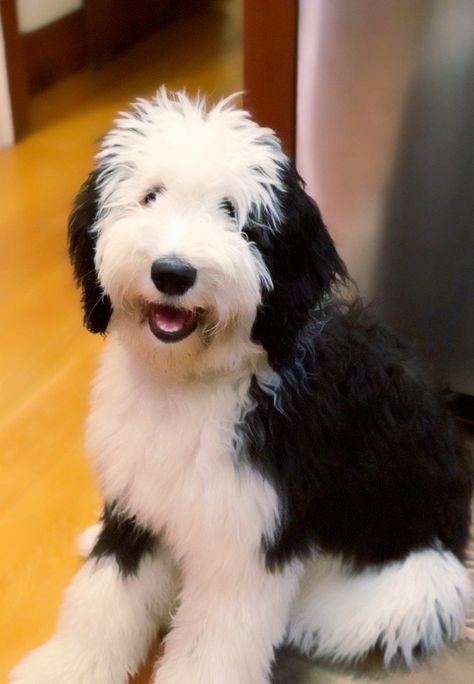 Sheepdog Breeds, Cute Pitbull Puppies, Doodle Breeds, Goldendoodle Grooming, Sheepadoodle Puppy, Family Friendly Dogs, Friendly Dogs, Doodle Puppies, Free Puppies