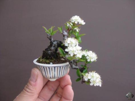 Bonsai Mame, Mame Bonsai, Mini Bonsai, Tiny Plants, Bonsai Art, Miniature Trees, Miniature Plants, Bonsai Plants, Bonsai Garden