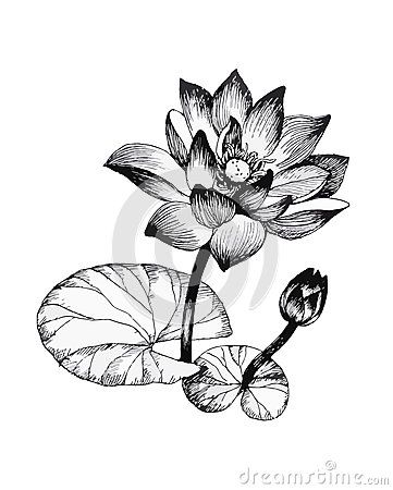 Water lily flowers on pond black and white illustration Flower Hand Drawing, Lily Black And White, Drawing Vintage, Imaginary World, Lily Flowers, About Water, White Drawing, White Illustration, Black And White Drawing