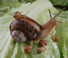 Baby Snail, Big Hat, Cute Creatures, Green Leaf, Animal Photo, Nature Animals, 귀여운 동물, Animals Friends, 그림 그리기