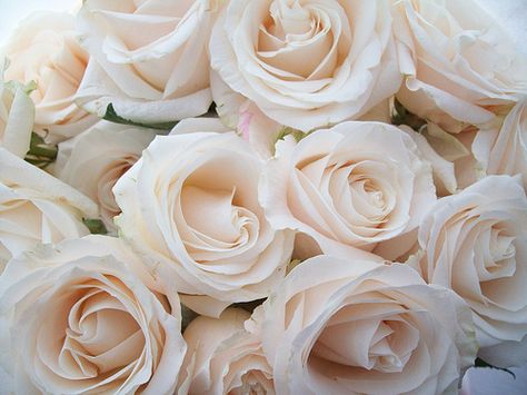 champagne roses Colorful Roses, Great Love Stories, Bohol, Cream Roses, Beautiful Blooms, Love Flowers, Pretty Flowers, Fresh Flowers, White Roses