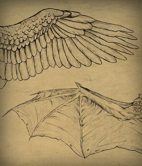 Taking Flight: A Beginner’s Guide Into Drawing Wings - Envato Tuts+ Design & Illustration Article Drawing Wings, Into Drawing, Wings Drawing, Creation Art, Arte Sketchbook, Kandy, Angels And Demons, Drawing Techniques, Art Techniques