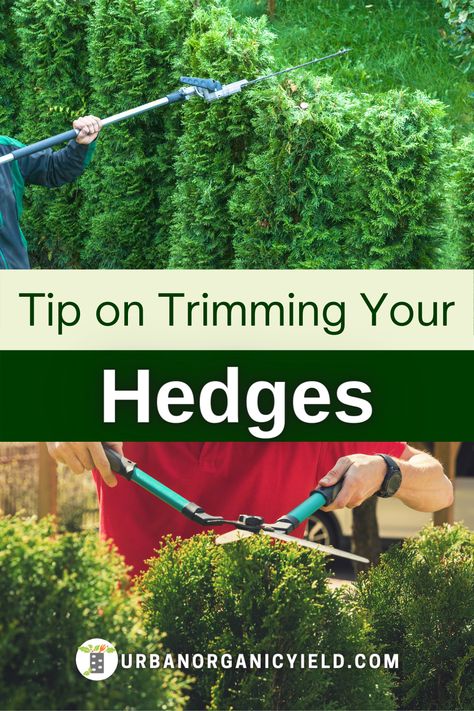 The seaon is coming to fix and decorate your yard or backyard. Here is our list of the best cordless hedge trimmers to use in your yard and landscaping. #Hedges #Landscaping #Yard #Gardening #UrbanOrganicYield Green Mountain Boxwood, Cedar Hedge, Trimming Hedges, Fast Growing Hedge, Emerald Green Arborvitae, Holly Bush, Types Of Shrubs, Dark Hedges, Hedge Trimmer