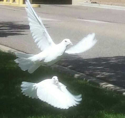 Doves At Wedding, Doves Aesthetic, Pet Dove, Dove Aesthetic, White Winged Dove, Dove In Flight, Dove Release, White Pigeon, Aphrodite Aesthetic