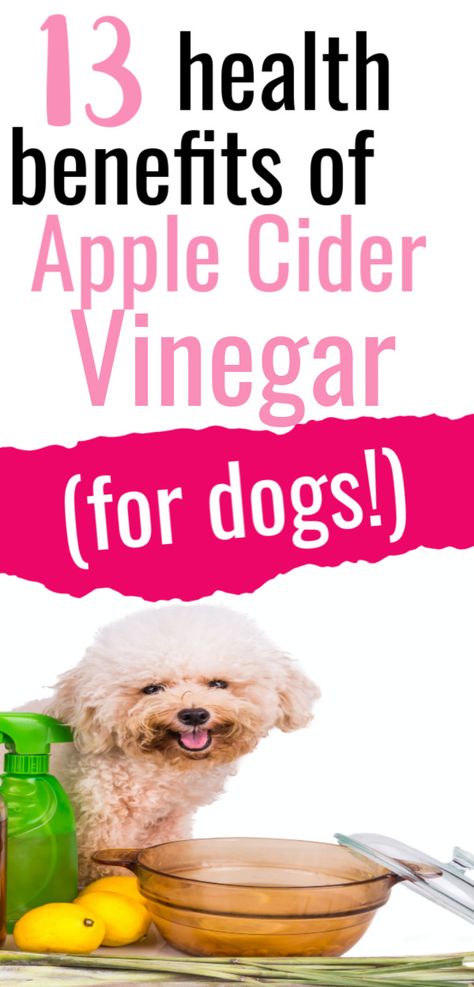 Paw Balm Recipe, Apple Cider Vinegar Dogs, Apple Cider Vinegar For Dogs, Benefits Of Apple Cider Vinegar, Benefits Of Apple Cider, Benefits Of Apple, Balm Recipe, Herbal Store, Paw Balm