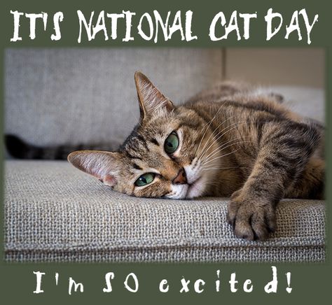 National Cat Lady Day, Black Cat Day, National Cat Day, International Cat Day, Cat Holidays, October 29, August 8, Crazy Cat, Cat Rescue