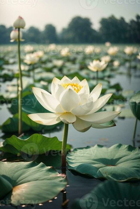 Beautiful white lotus flower blooming in the pond with sunlight. AI Generative White Lotus Aesthetic Wallpaper, White Lotus Aesthetic, White Lotus Vibes, White Lotus Poster, Lotus In Pond, White Lotus Flower, Jeju Island, White Lotus, Wedding People