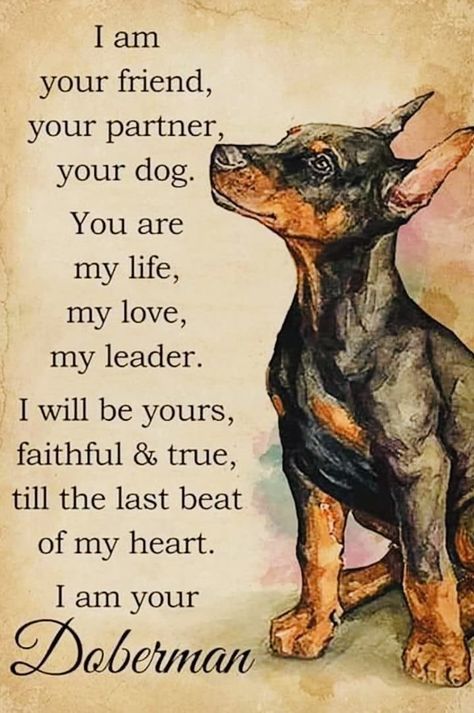 Doberman Colors, Pincher Dog, European Doberman, Dog Poems, Doberman Love, Dog Quotes Love, Pinscher Dog, Doberman Pinscher Dog, Doberman Puppy