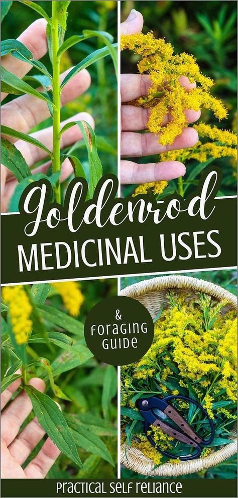 Explore the goldenrod medicinal uses & foraging guide to understand how this wild weed can benefit your health. Used traditionally to address inflammation, urinary problems, and respiratory issues, goldenrod is a powerful addition to any natural medicine cabinet. Learn to identify and safely harvest this beneficial herb. Find more medicinal weeds, herbs for health, natural remedies, and Natural Herbs Medicine at practicalselfreliance.com. Goldenrod Benefits, Foraging For Beginners, Foraging Guide, Medicinal Weeds, Medicinal Wild Plants, Natural Medicine Cabinet, Herbal Medicine Recipes, Wild Food Foraging, Herbal Remedies Recipes