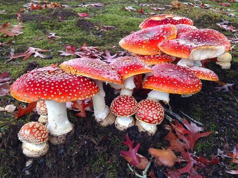 Amanita muscaria, commonly known as the fly agaric or fly amanita, is a basidiomycete mushroom, one of many in the genus Amanita. It is also a muscimol mushroom. Native throughout the temperate and boreal regions of the Northern Hemisphere, Amanita muscaria has been unintentionally introduced to many countries in the Southern Hemisphere, generally as a symbiont with pine and birch plantations, and is now a true cosmopolitan species. It associates with var (Source: Wikipedia, '', http://en.wikipe Psychadelic Mushroom, Scene Kid Hair, Fly Agaric Mushroom, Mushroom Caps, Mushroom Pictures, Amanita Muscaria, Fly Agaric, Mushroom Fungi, Scene Kids