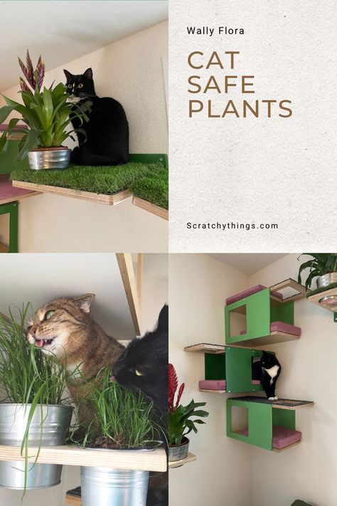 Different uses of cat shelves that have integrated flower pots with cat safe plants and cat grass. Indoor Cat Run Ideas, Cat Enrichment Indoor, Indoor Cat Oasis, Cat Station Ideas, Indoor Cat Enrichment Diy, Indoor Cat Ideas, Cat Hacks Indoor, Cat Playground Indoor, Kitten Room Set Up