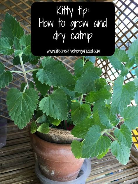 Diy Catnip Toys, Growing Catnip, Catnip Plant, Homemade Cat Food, Preserving Herbs, Cat Garden, Catnip Toys, Cat Care, Cat Toy