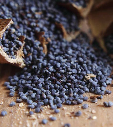 Poppy Seed Benefits, Turmeric Milk Benefits, Raisins Benefits, Seed Benefits, Soaked Almonds, Watermelon Benefits, Castor Oil Benefits, Chia Seeds Benefits, Ayurvedic Healing