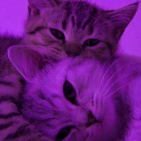 Cat Kawaii Wallpaper, Purple Matching Pfp, Pfp Purple, Pfp Cat, Cat Kawaii, Aesthetic Purple, Purple Cat, Kawaii Wallpaper, Matching Pfp