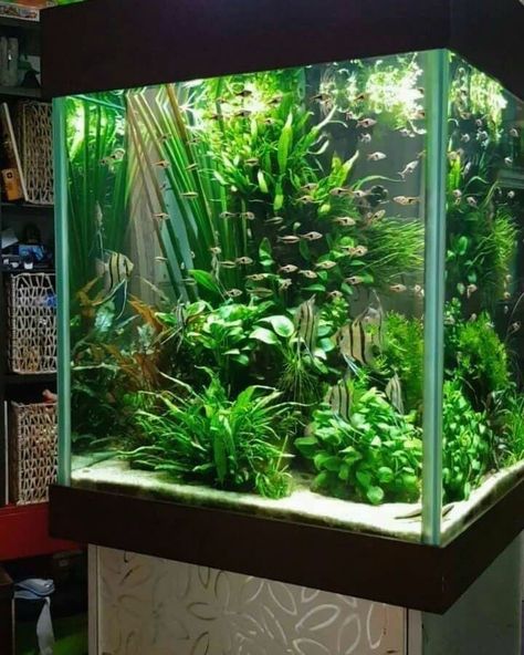 Fish Aquarium Decorations, Fish Tank Themes, Taman Air, Amazing Aquariums, Lots Of Plants, Diy Fish Tank, Aquascape Design, Fish Tank Design, Tropical Fish Aquarium