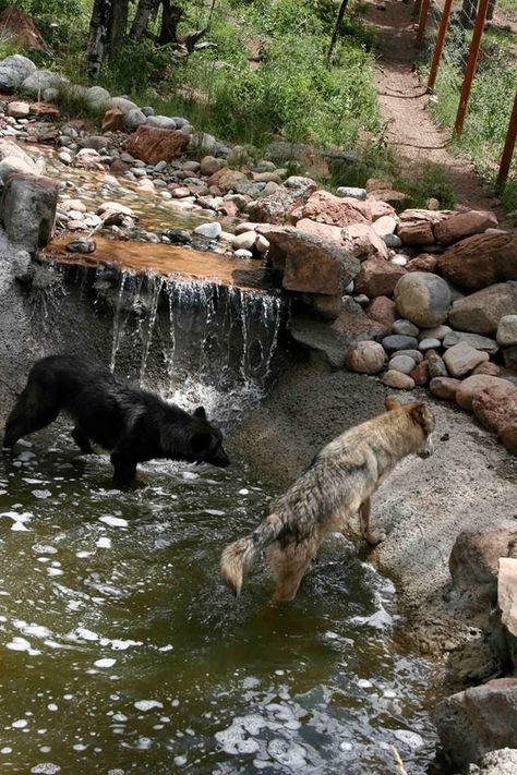 Dream water feature for wolf enclosures. Wolf Enclosure, Sanctuary Aesthetic, Minecraft Zoo Ideas, Animal Enclosure Ideas, Wolf Habitat, Animal Sanctuary Ideas, Zoo Layout, Zoo Enclosures, History Of Wales