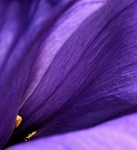 Purple Petals, Nature Purple, Minimal Photography, Purple Dark, Purple Reign, Gossip News, Purple Love, Vibrant Purple, All Things Purple