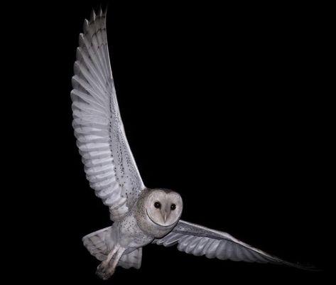 Owl Icon, White Owls, Great Gray Owl, Creepy Animals, Barn Owls, Great Grey Owl, Divine Nature, White Owl, Need Friends