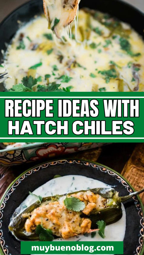 Recipe Ideas with Hatch Chiles: Head over and check out all these tasty recipes that use hatch green chiles in them. Plus you can learn where to buy them, what exactly are hatch green chiles, tips on finding the best ones, and more. All your hatch chile needs in one spot. Green Hatch Chili, Hatch Chilies Recipes, Roasted Hatch Chile Recipes, Stuffed Green Chilies, Stuffed Hatch Green Chile Recipes, Hatch Green Chile Recipes, Hatch Green Chili Recipe, Hatch Chilies, Hatch Chili Recipes