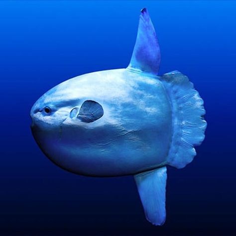 Mola Mola , Sun fish- it's the heaviest bony fish in the world , sometimes reaching 5000lbs! They are often seen basking in the sun near the surface. Ocean Sunfish, Mola Mola, In The Ocean, The Ocean, Swimming, Fish, Sun, Water, Blue