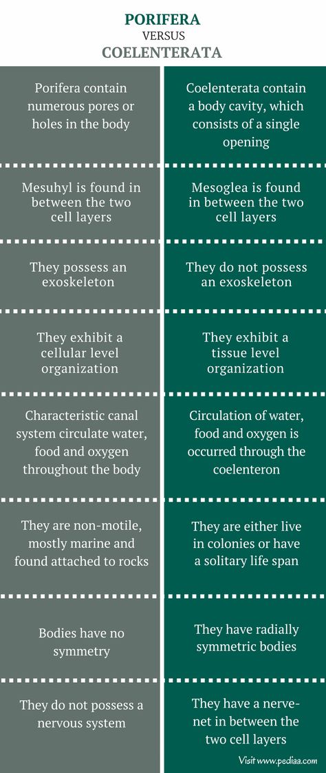 Difference Between Porifera and Coelenterata - Pediaa.Com Basement Membrane, Vertebrates And Invertebrates, Chemistry Basics, Study Tips For Students, Chinese Language Learning, Writing Essentials, Science Notes, Biology Notes, Cellular Level