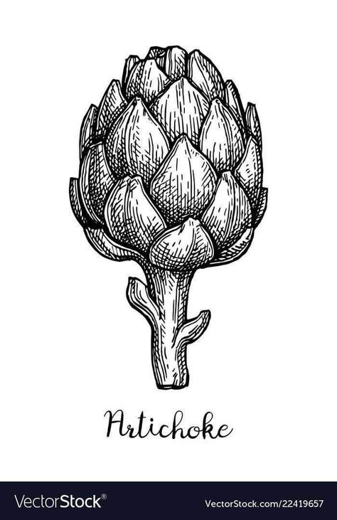 Artichoke Drawing Simple, Artichoke Drawing, Artichoke Illustration, Artichoke Tattoo, Etching Illustration, Food Tattoo, Scratchboard Illustration, Handpoke Tattoo, Doodle Inspiration