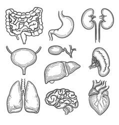 Hand drawn of human organs medical Royalty Free Vector Image Ejen Zass, Human Organs, Body Part Drawing, Medical Pictures, Human Organ, Human Body Anatomy, Human Body Parts, Drawing Bag, Anatomy Sketches