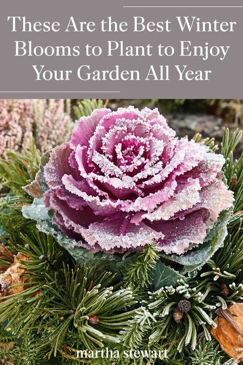 Winter Porch Flowers, Under Window Plants Outdoor, Winter Annuals Flowers, Spring Flowers Garden Landscaping, Winter Landscape Ideas, Outdoor Plants For Fall And Winter, Winter Landscaping Front Yard, Winter Flowering Plants, Winter Flower Beds