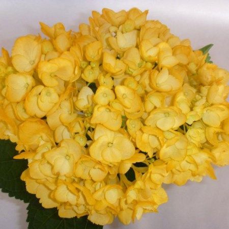 Hydrangea 'Tinted Fall Yellow' Hydrangea Hydrangea Aesthetic, Hydrangea Yellow, Hydrangea Garland, Yellow Hydrangea, Fall Yellow, Cut Flowers, Hydrangea, Grapes, Plants