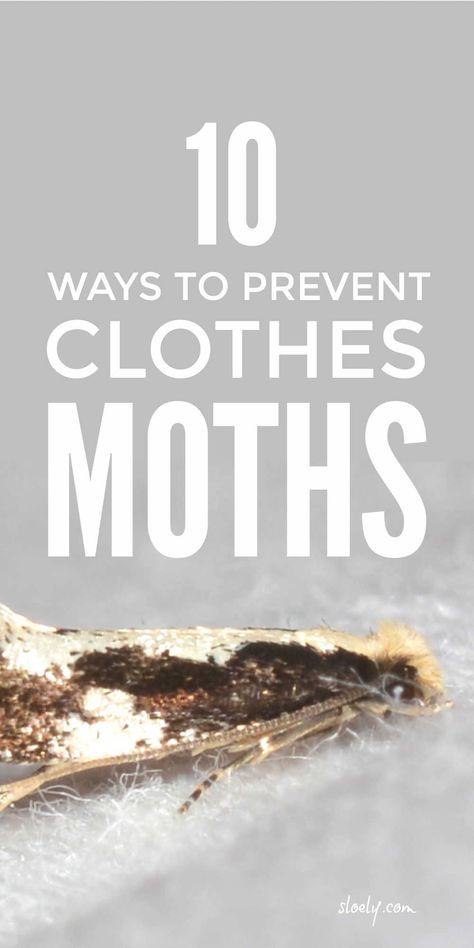 Learn how to prevent clothes moths with these must know moth repellant tips. They are the real secret to stopping moths making holes in your favourites clothes and to getting rid of moths and their larvae for good rather than essential oils and traps. #clothesmoths #getridofmoths #repelmoths #pestcontrol #householdpests Moths In Closet, Moth Holes In Clothes, Baby Moth, Getting Rid Of Moths, Get Rid Of Clothes, Skunk Spray, Natural Clothes, Moth Repellent, Household Pests