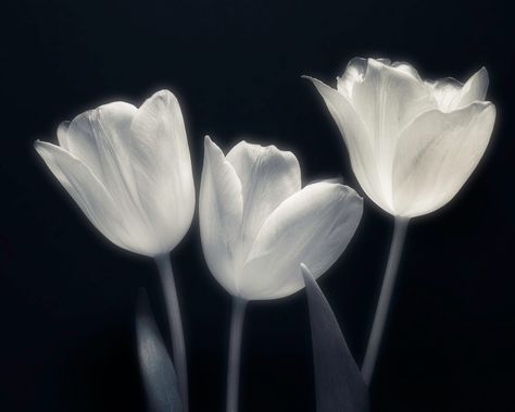 Monotone Art, Blue Chocolate, Black Roses, Nothing But Flowers, Black And White Background, Black White Photography, Language Of Flowers, White Tulips, Gold Walls