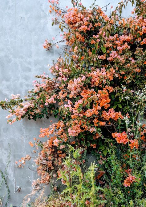 Orange peach and pink bougainvillea in San Francisco California Sundown Orange Bougainvillea, Peach Bougainvillea, Bougainvillea Orange, Bougainvillea Aesthetic, Orange Bougainvillea, Bougainvillea Trellis, Peach Landscape, Aqua Garden, Australian Gardens